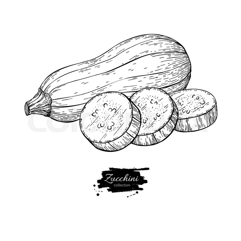 800x800 Zucchini Hand Drawn Vector Illustration. Isolated Vegetable