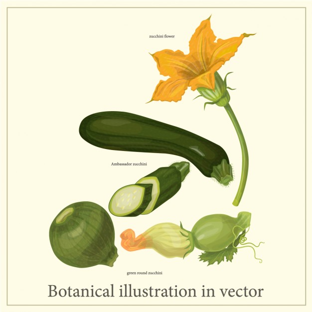 626x626 Botanical Zucchini Illustration Vector Free Download