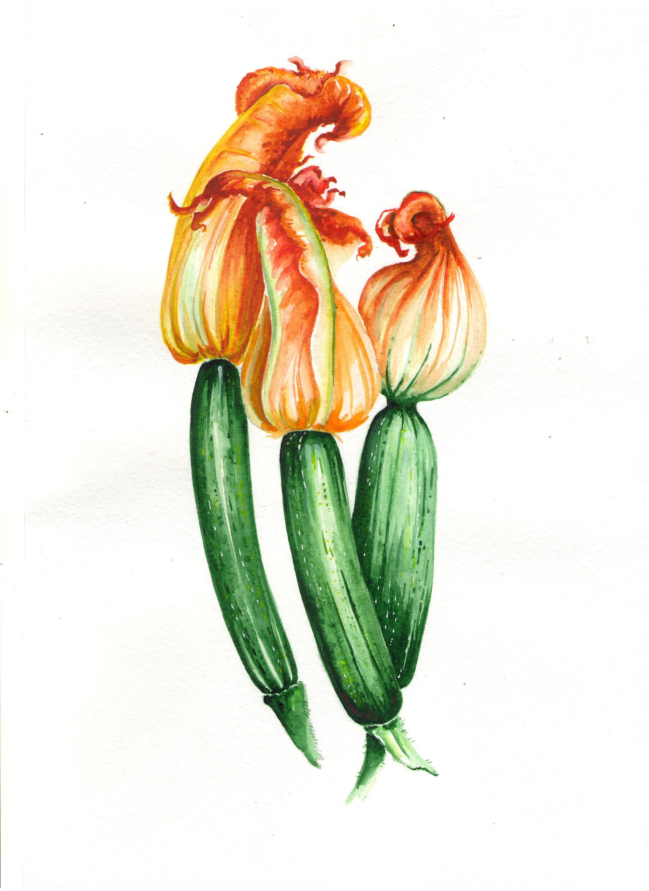 2186x3000 Watercolor Original Zucchini Flower And Fruit Drawing My