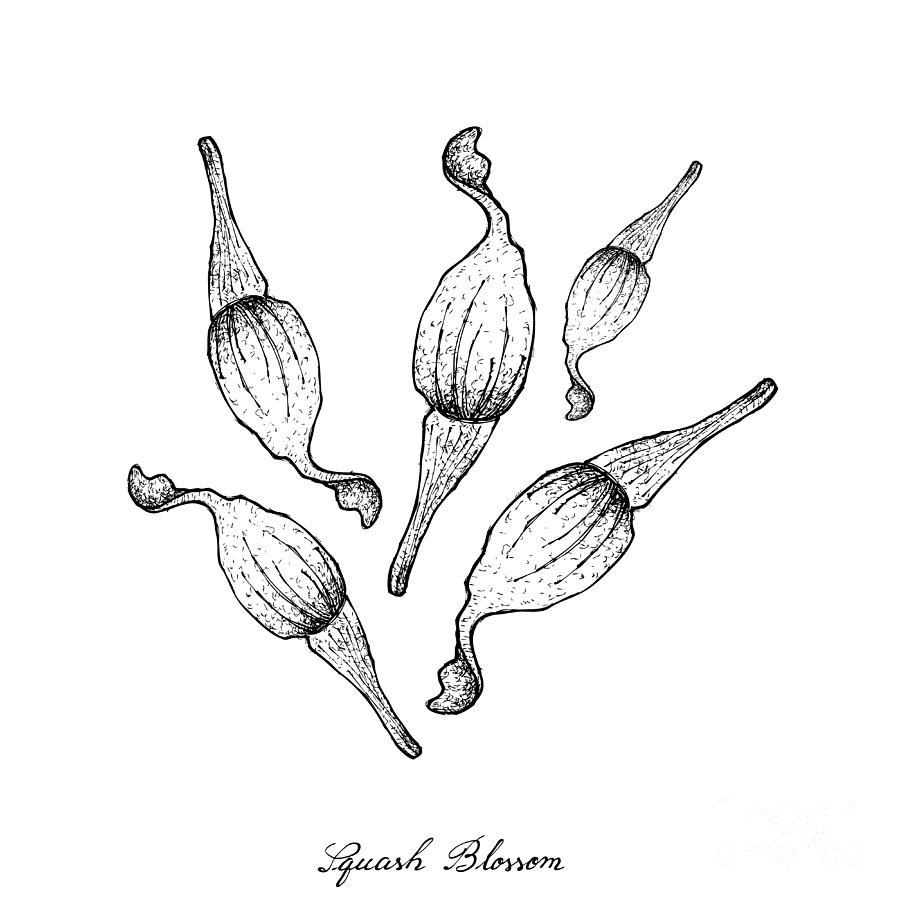 900x900 Hand Drawn Of Squash Blossoms On White Background Drawing By Iam Nee