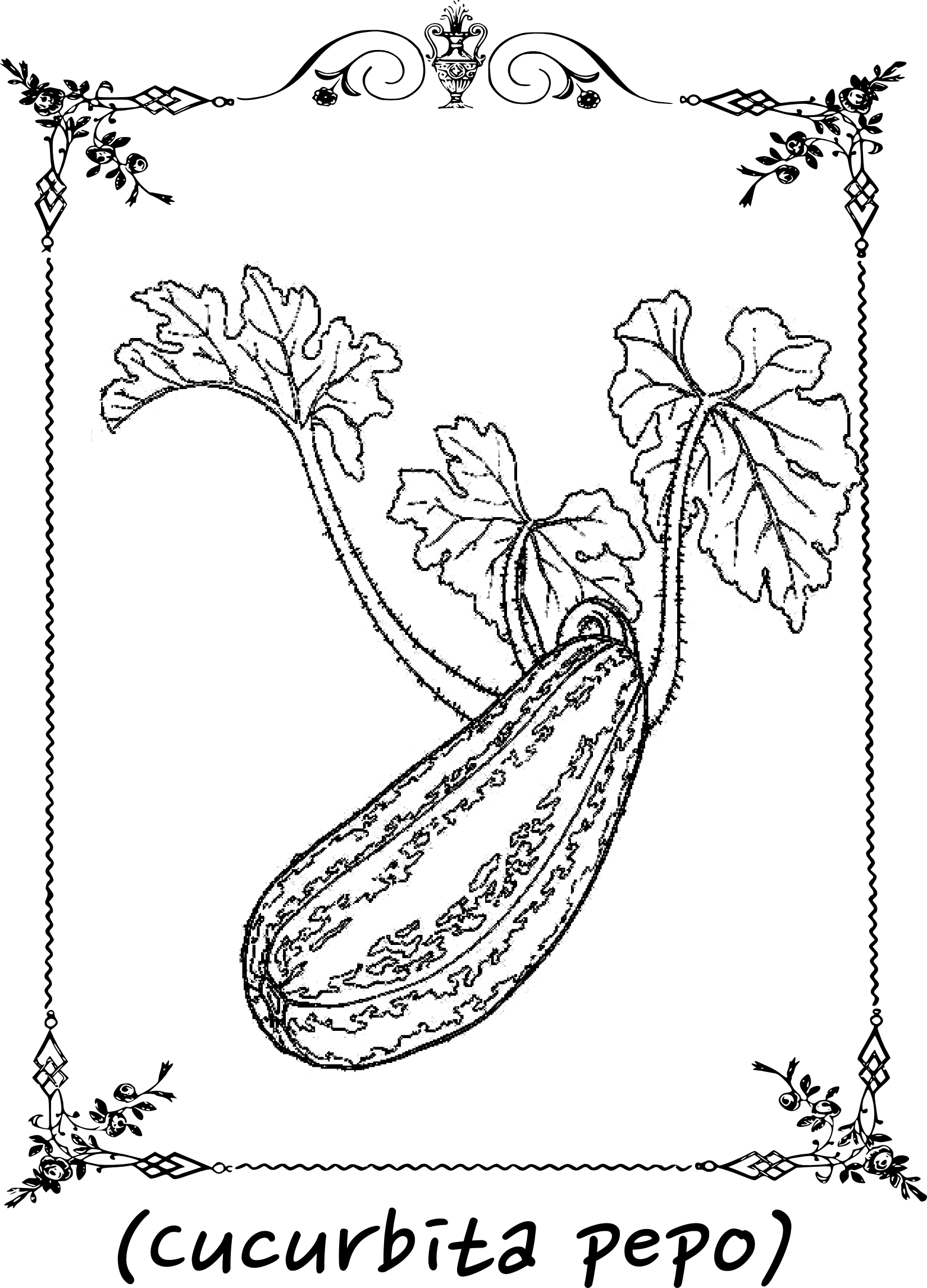 1651x2294 The Zucchini Plant Hunter