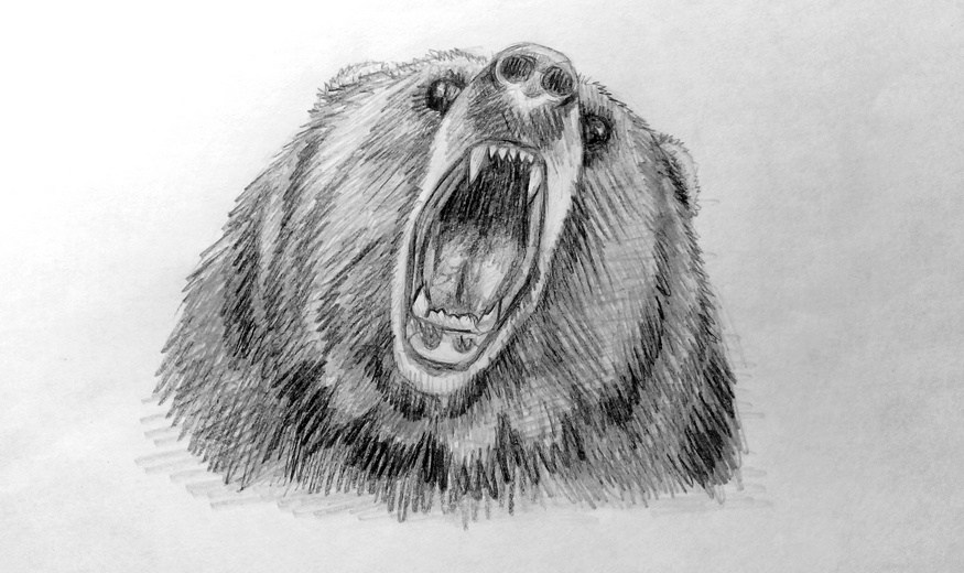 How to draw a Bear?