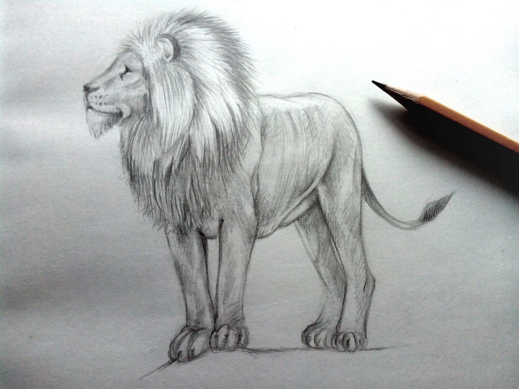 How to draw a Lion with a pencil?