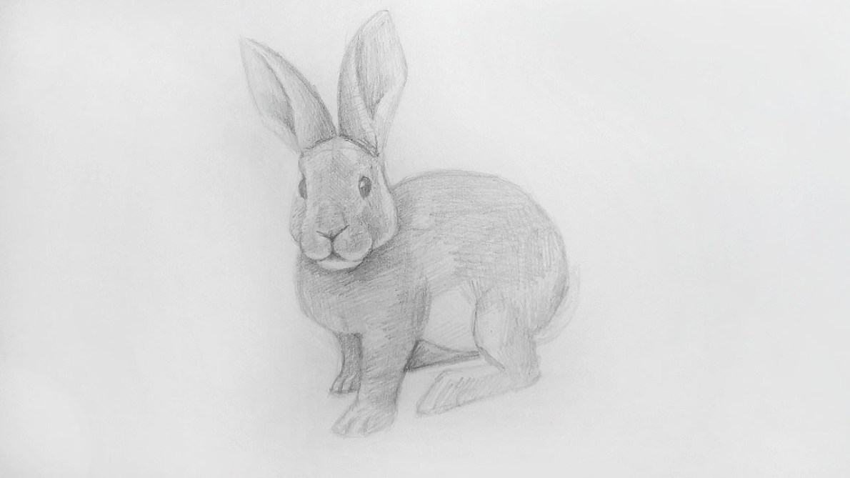 How to draw a Rabbit?