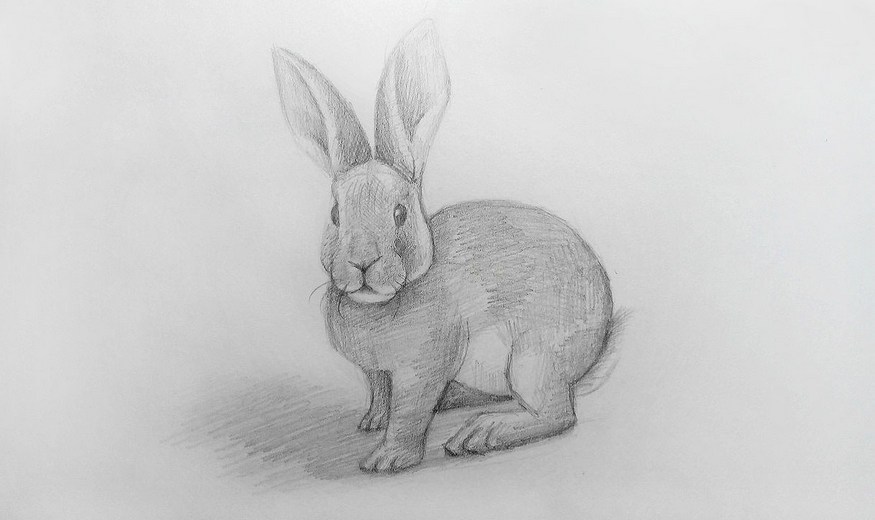 How to draw a Rabbit?