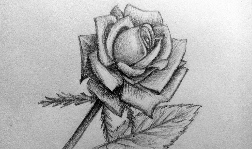 How to draw a Rose? | GetDrawings.com