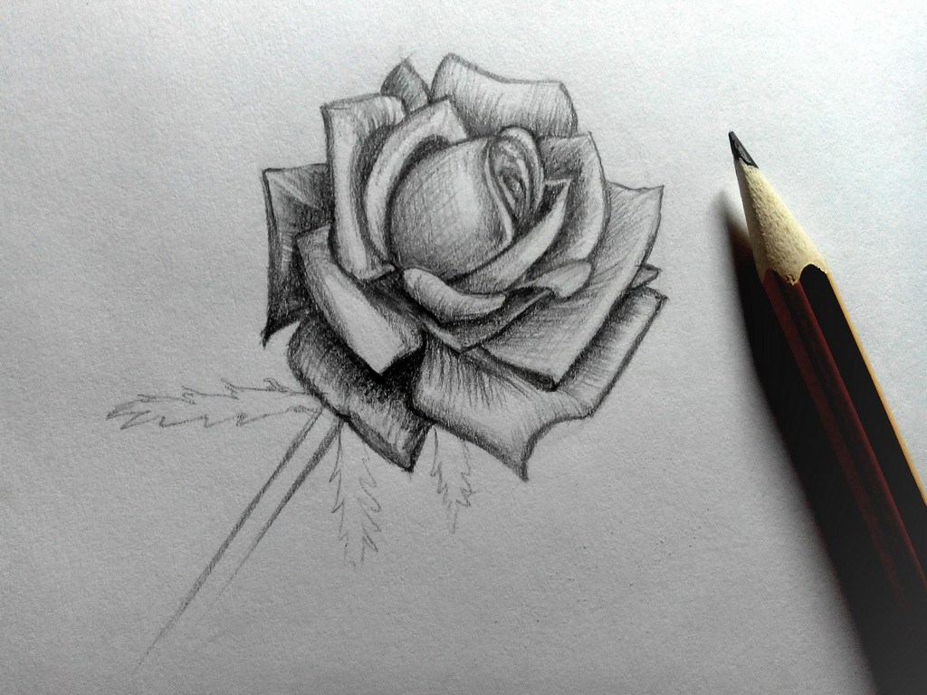 How to draw a Rose?