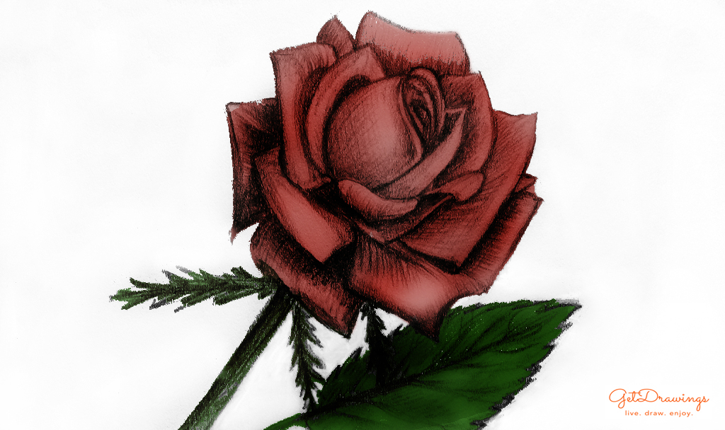 How to draw a Rose?