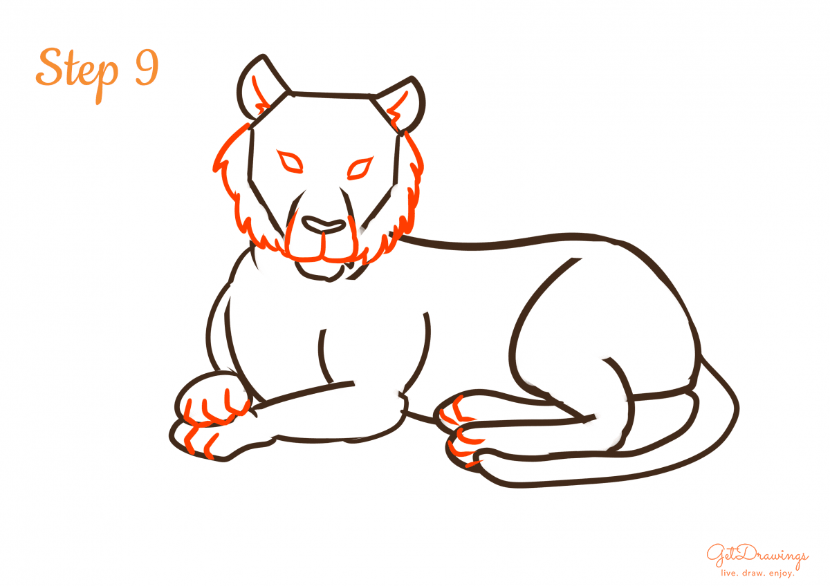 How to draw a Tiger step 9