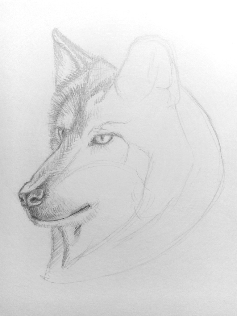 How to draw a Wolf? | GetDrawings.com