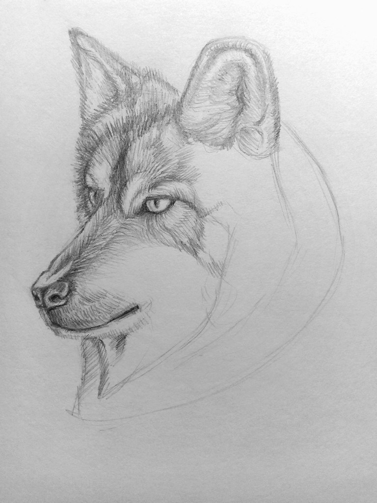 How to draw a Wolf? | GetDrawings.com