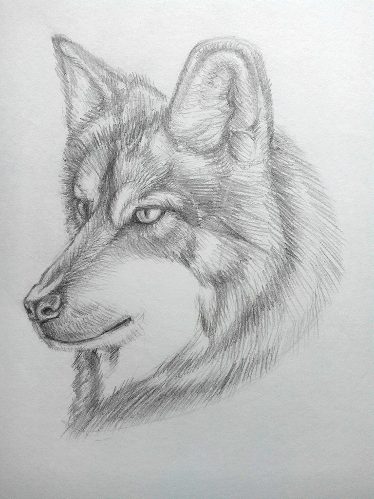 How to draw a Wolf? | GetDrawings.com