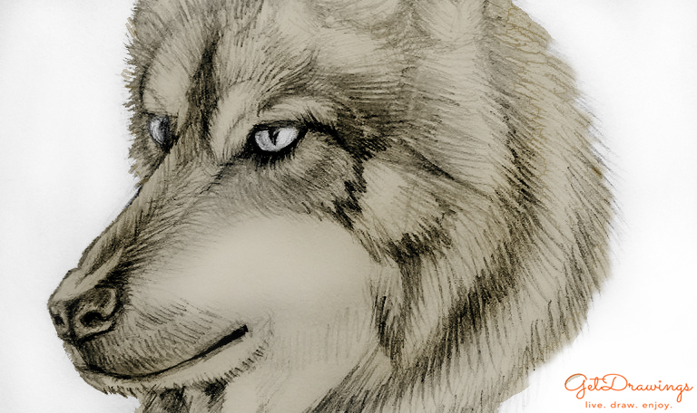 How to draw a Wolf?