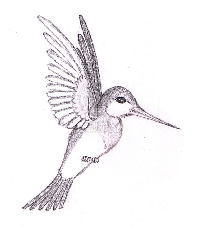 Beautiful pencil sketch drawing of a bird