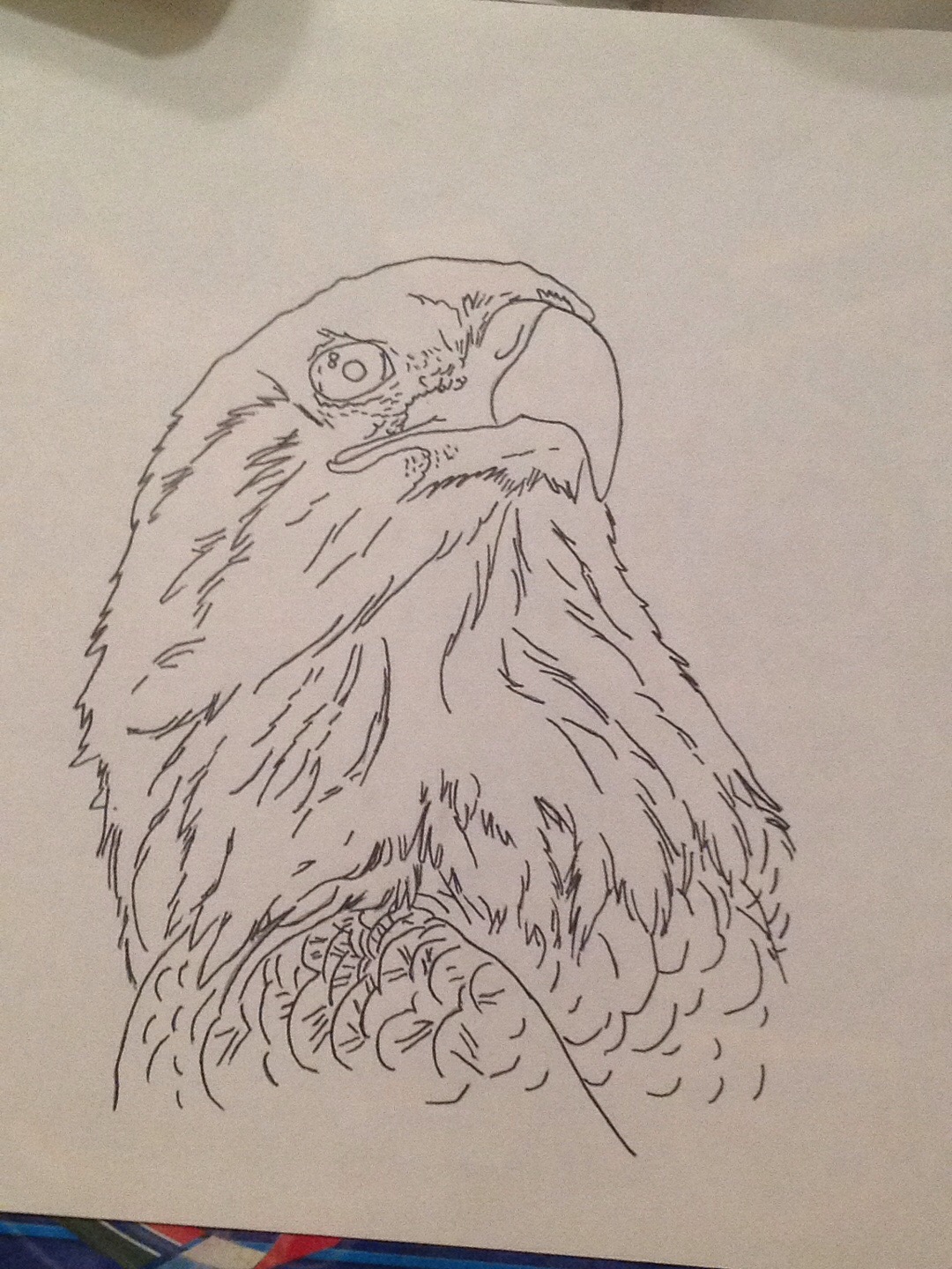 Bold Eagle portrait