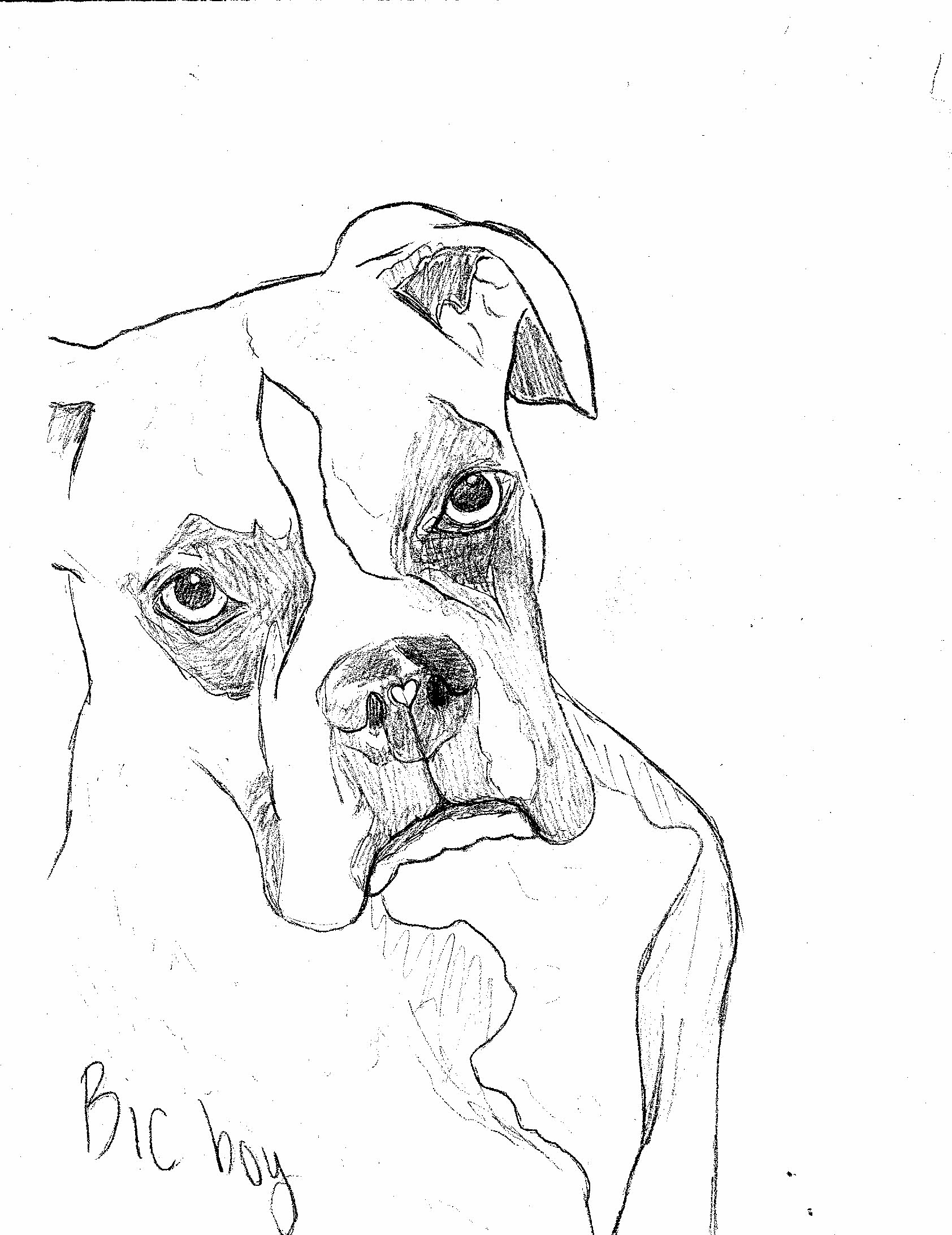A sketch of a boxer dog