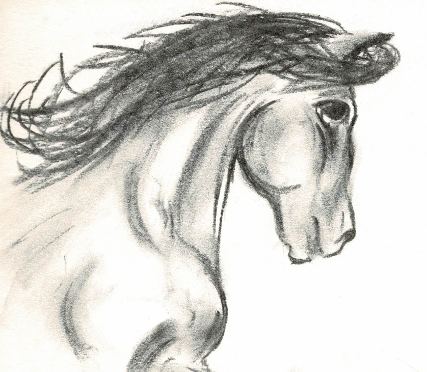 Drawing of a horse done in charcoal