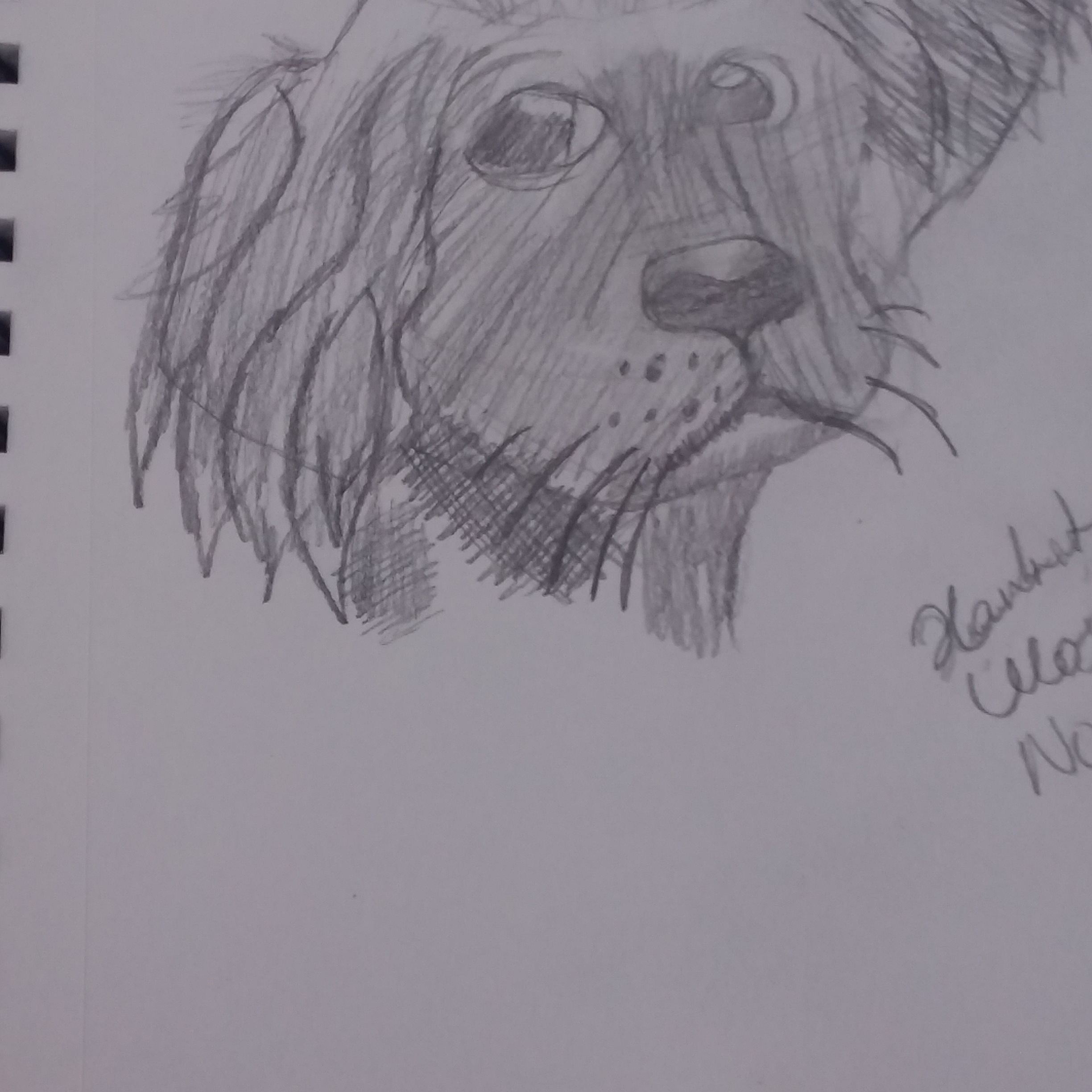 Dog sketch I did.