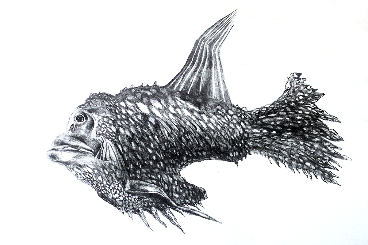 Fish drawing raphael perez