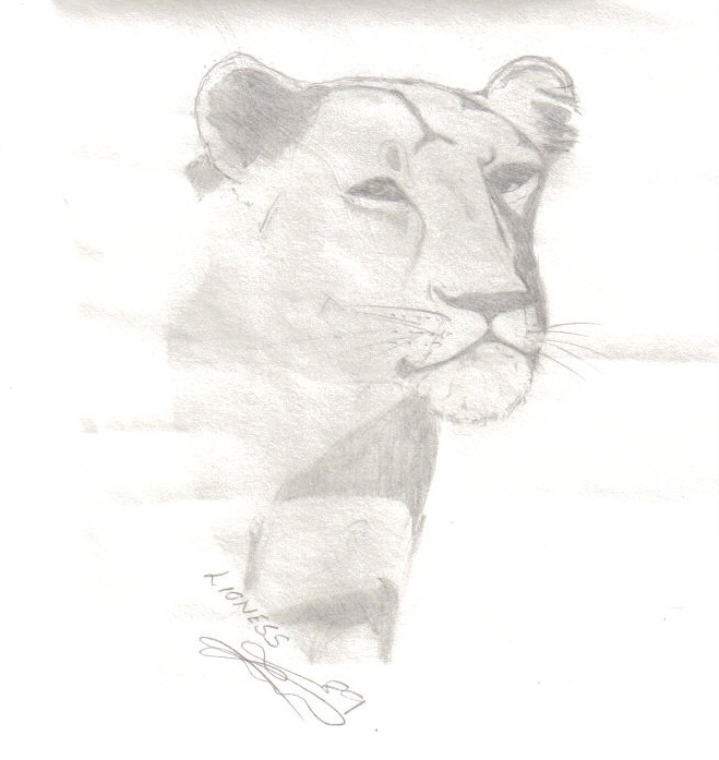 A sketch of a lioness