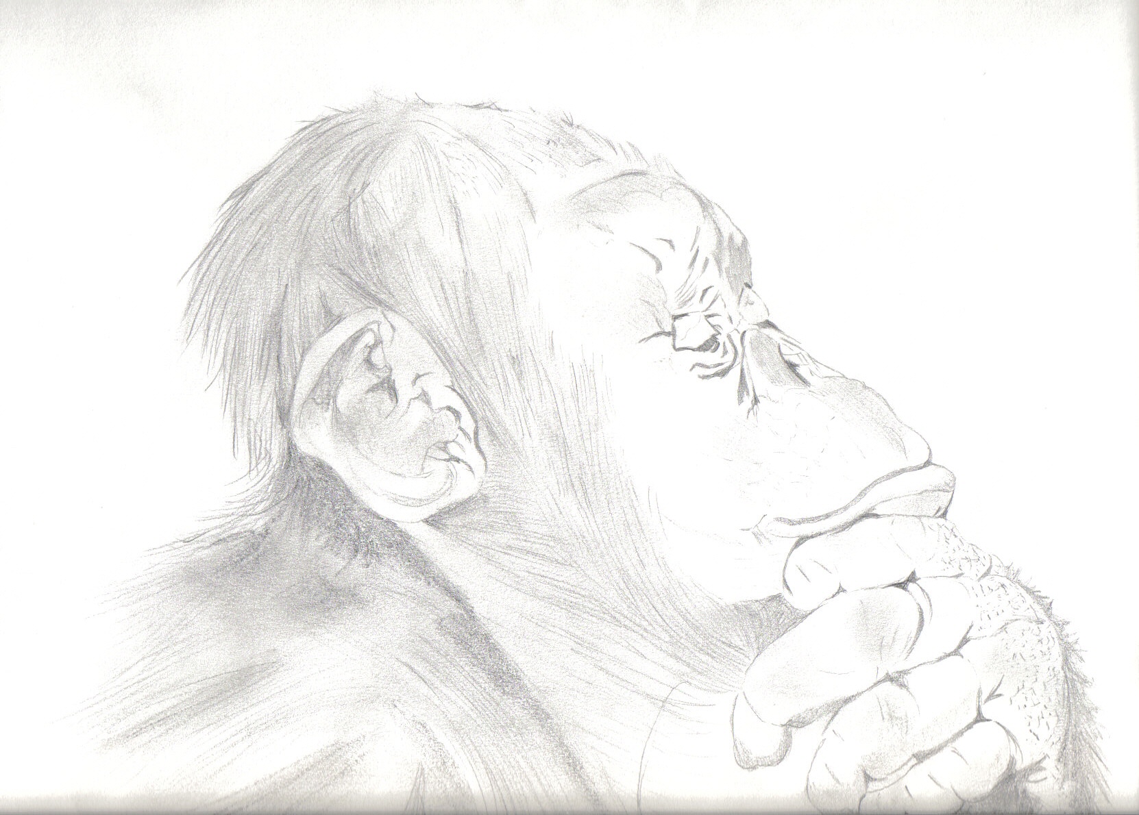 A sketch of a chimpanzee thinking