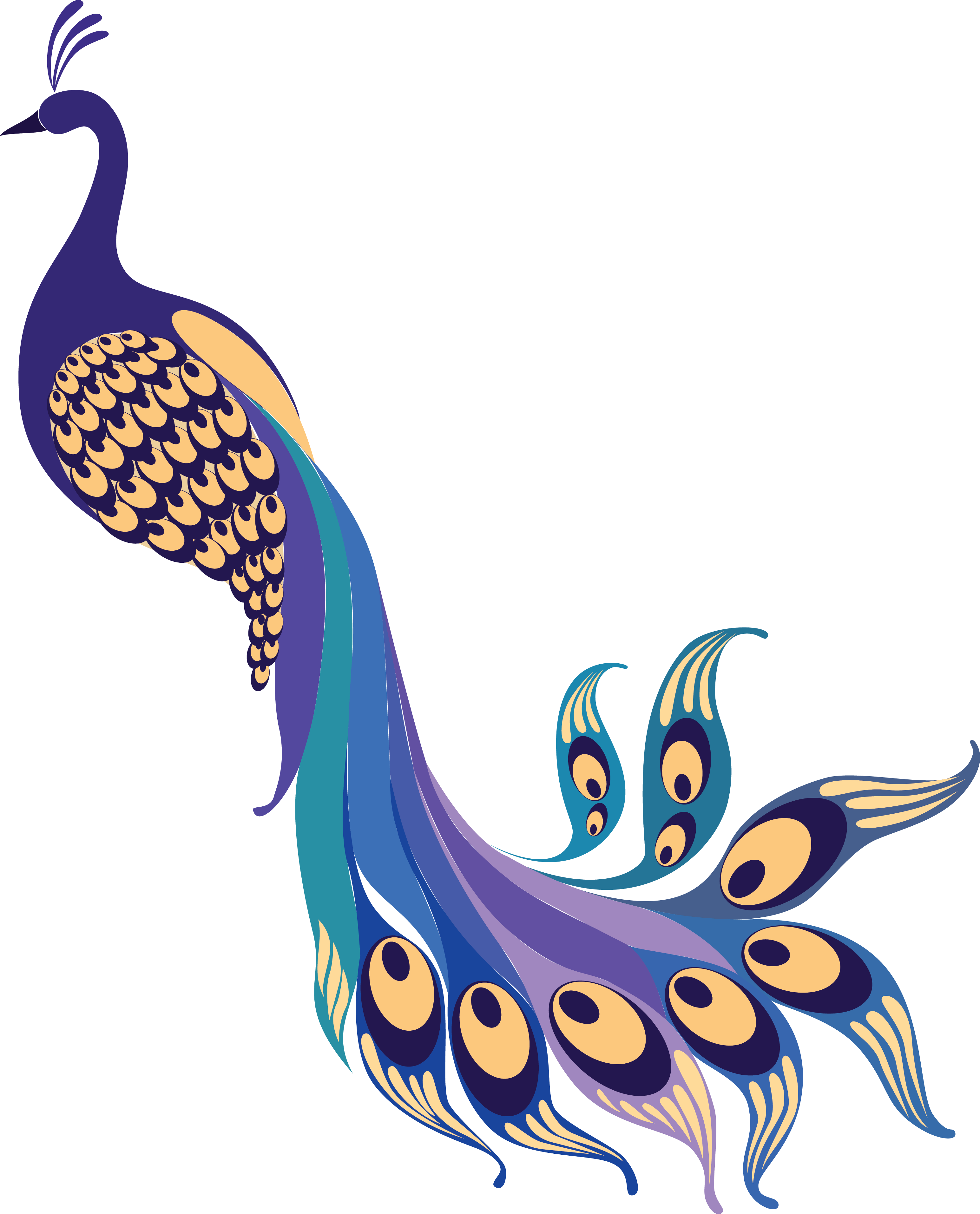 Peacock png clipart