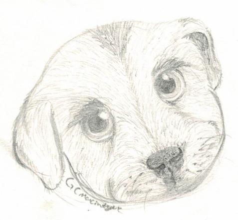 Drawing of a pup