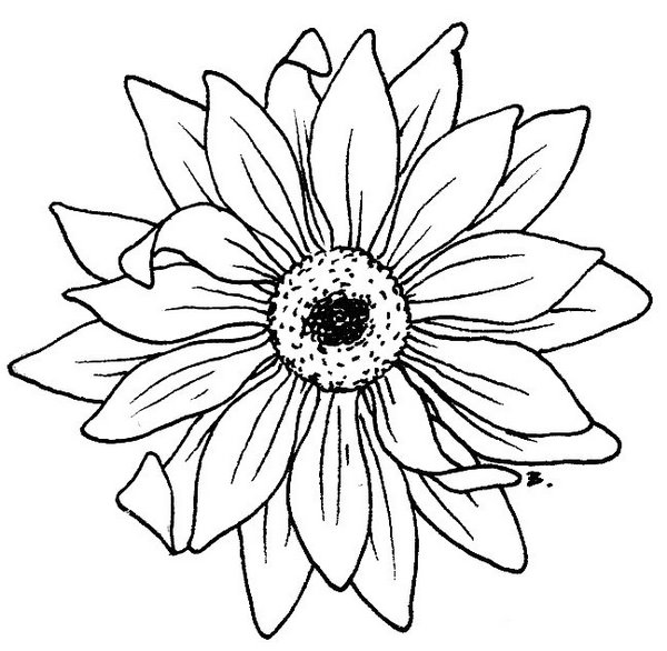 Sunflower gerbera drawing line art