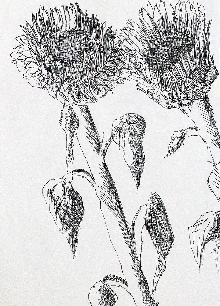 Sunflowers drawing raphael perez
