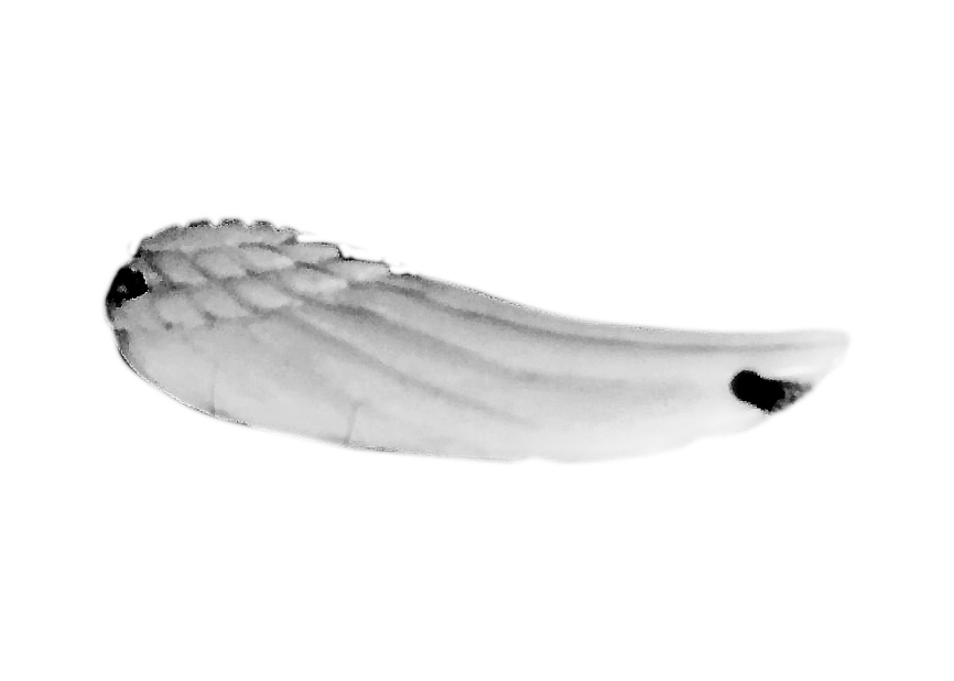 Wing of shell