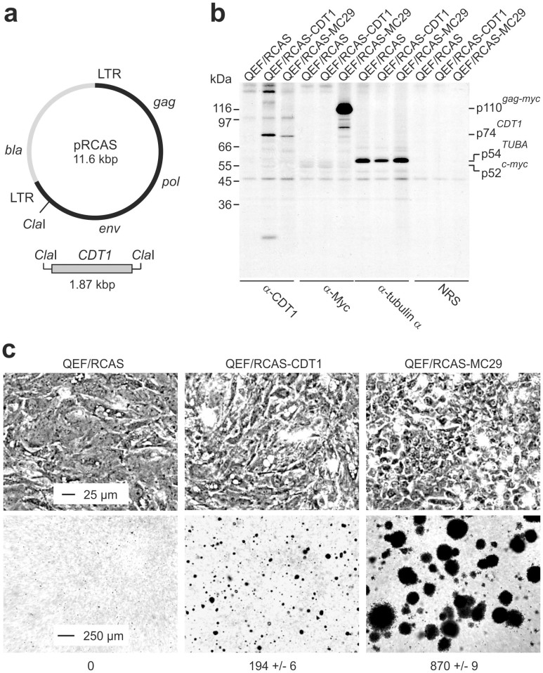 773x958 A) Structure Of The Retroviral Prcas Vector With A Clai Cloning