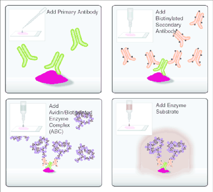 723x652 Abc Vector Elite Immunoperoxidase Staining Procedure. Download