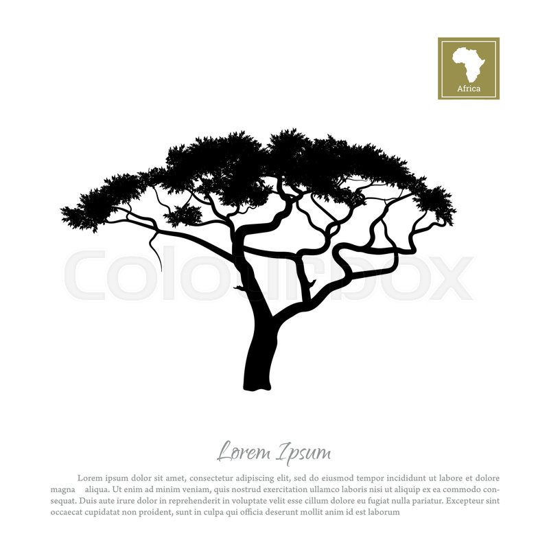 800x800 Black Silhouette Of A Tree And White Background. African Nature