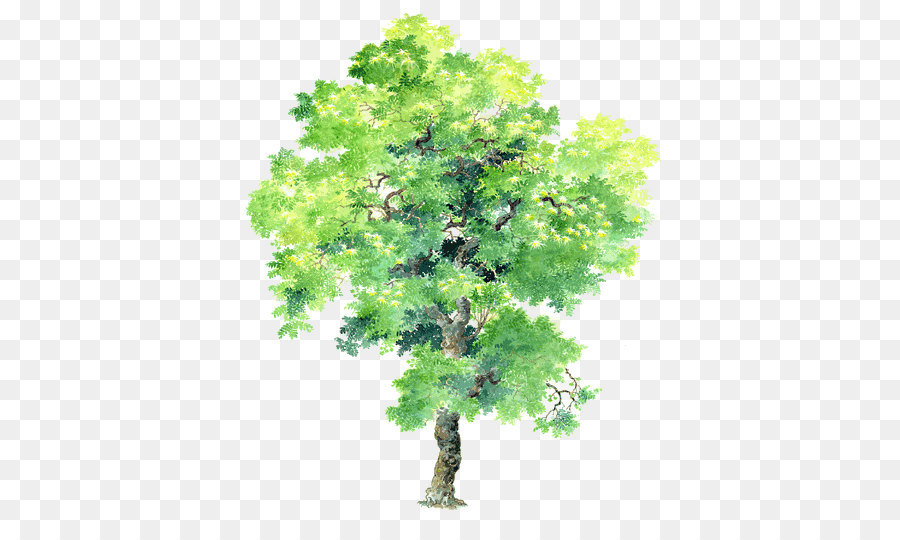 900x540 Plant Tree Bauhinia Variegata Bauhinia Blakeana