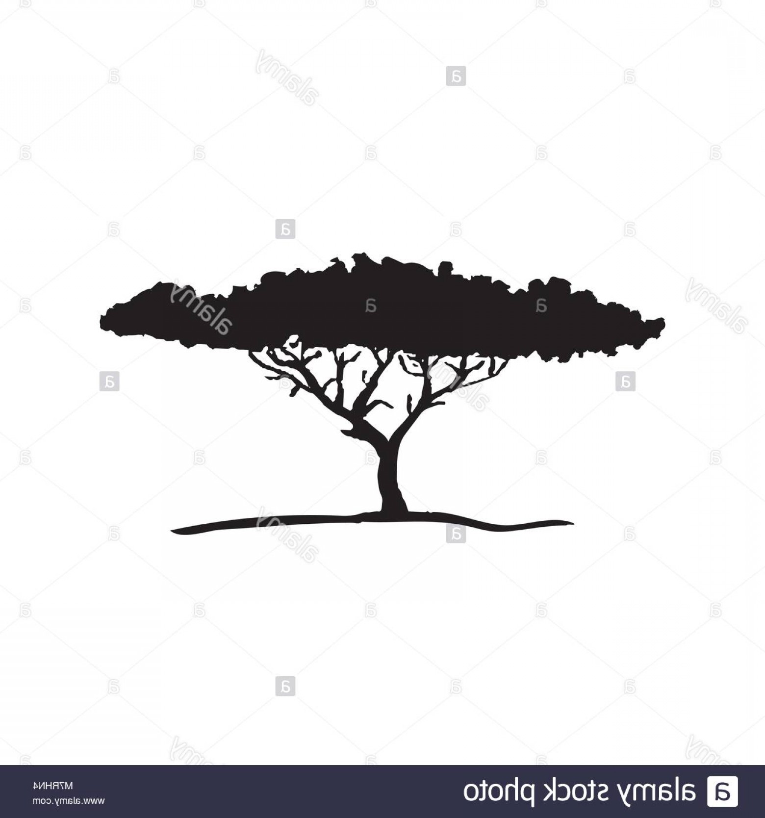1560x1668 Stock Photo Vector Silhouette Of Acacia Tree African Flora Arenawp