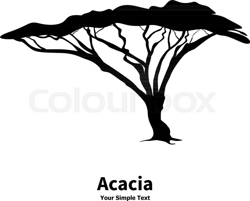 800x643 Vector Illustration Silhouette Of An Acacia Tree. African Wood