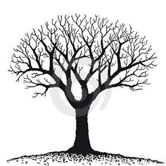 236x236 Acacia Trees