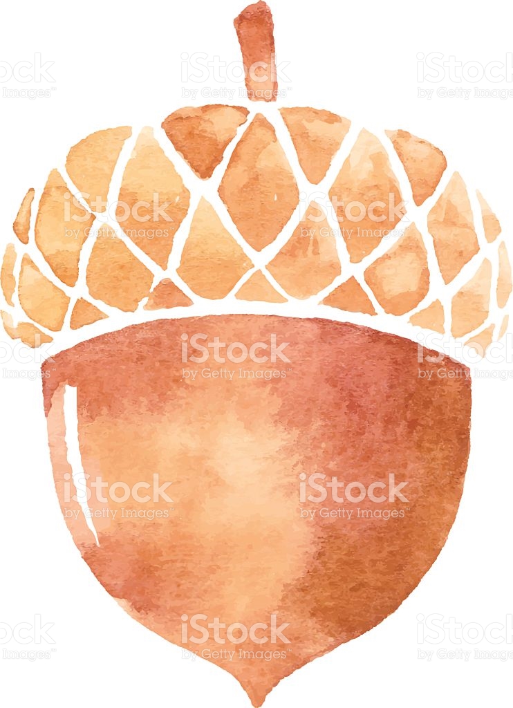 742x1024 Acorn Clipart Vector