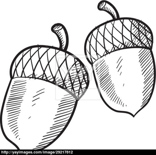 512x507 Acorn Vector Sketch Vector
