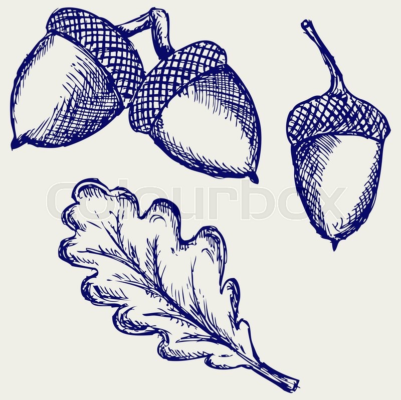 800x798 Acorn. Doodle Style. Vector Illustration Stock Vector Colourbox