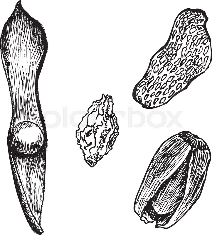 722x800 Bean, Nut Fruit, Berry, Acorn Vector Illustration On White Stock