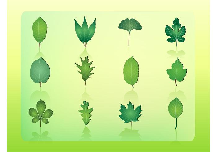 700x490 Acorn Free Vector Art