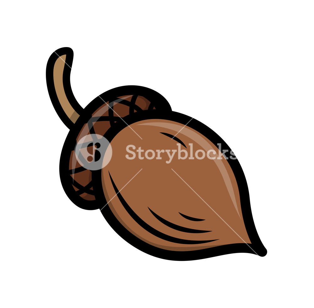 1000x981 Acorn Vector Royalty Free Stock Image
