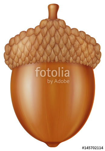 347x500 Acorn. Vector Illustration. Stock Image And Royalty Free Vector