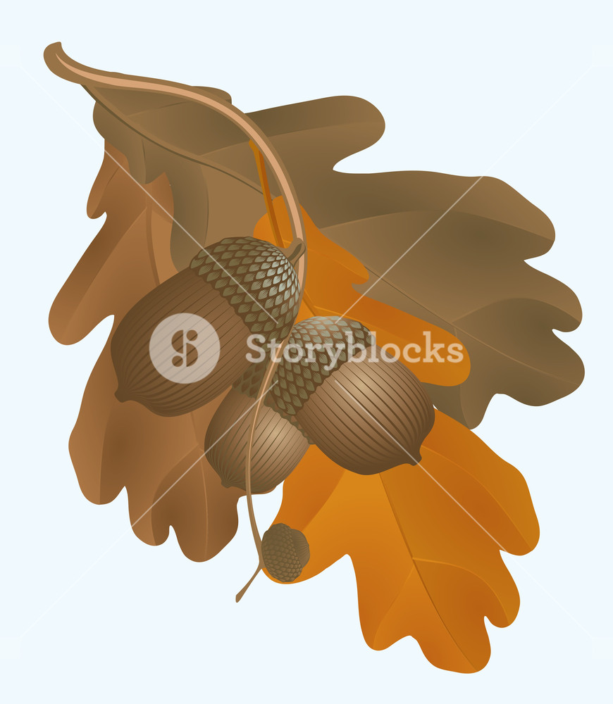 870x1000 Acorns. Vector. Royalty Free Stock Image