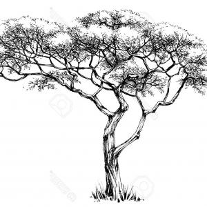 300x300 Vector Line Drawing Of Flowers Pine Trees Snow Lazttweet