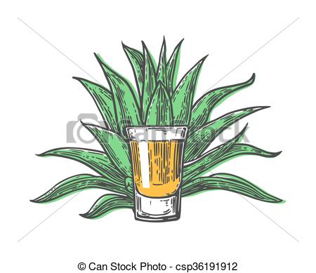 450x389 Cactus Blue Agave With Glass Tequila. Vintage Vector Engraving