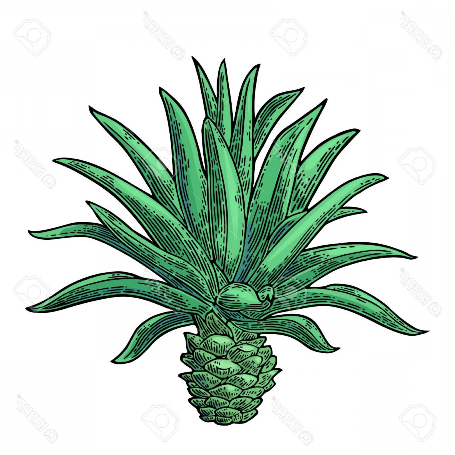 1560x1560 Photostock Vector Cactus Blue Agave Vintage Vector Color Engraving