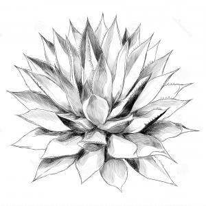 300x300 Stock Illustration Bush Agave Sketch Vector Graphics Red Top View