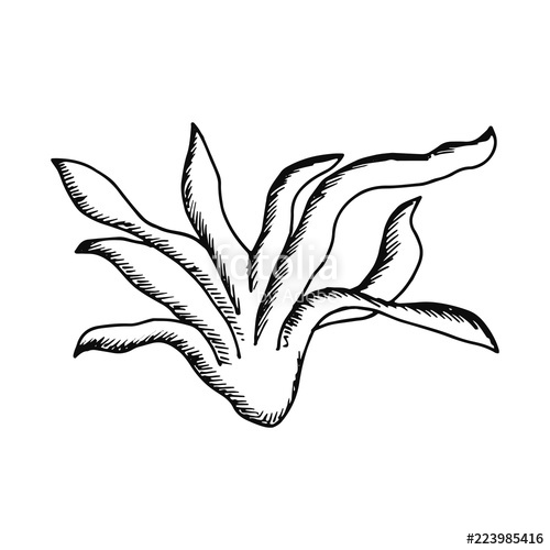 500x500 Picture Agave Plant. Leaves With Juice Stock Image And Royalty